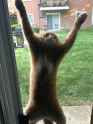 funny-cat-fails-21__605.jpg