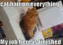 cat hair on everything.jpg