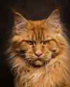 red-maine-coon-001.png