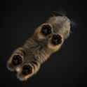 kitten-on-glass.jpg