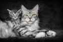 with-mom-maine-coon-001-sm-30.jpg