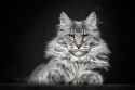 grey-maine-coon-001-sm-30.jpg
