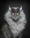 blue-maine-coon-001-sm-30.jpg