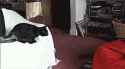 cat0001.gif