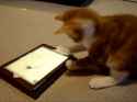 cat0079.gif