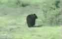 bear.gif