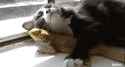 catlizard.gif
