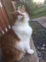 cat.jpg
