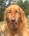 laughing dogo.jpg