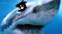 shark.jpg