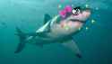 49_kawaii_shark_by_dee_deviant-d97fj3s.jpg