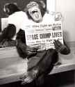 WP_dailysanctuary-com_2015_03_15-chimp.jpg