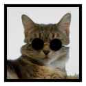 cat_wearing_sunglasses_poster-rb9f24c4d85aa4dd980b8580895ad9ab3_w2q_8byvr_512.jpg