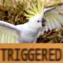 trigggerdcockatoo.jpg