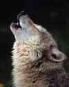 wolf_howling_closeup_vert_3x.jpg