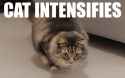 cat intensifies.gif