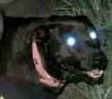 dawgs-1-1-1-2.jpg