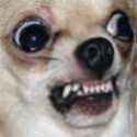 chihuahua.jpg