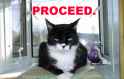 PROCEED..jpg