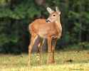 IMG_4106b-smallc.jpg