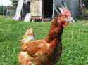deepdreamchicken.jpg