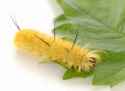 american-dagger-moth.jpg