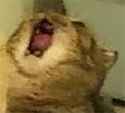 kitter.jpg