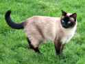Neighbours_Siamese.jpg