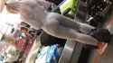 20161017_073555.mp4_snapshot_00.15_[2016.10.17_15.12.45].jpg