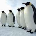 A_majestic_line_of_Emperor_penguins,_Antarctica%20COSMOS%20Science%20Magazine.jp.jpg