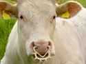 XN_Bos_taurus_00.jpg