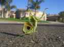 Praying Mantis new.jpg