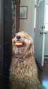 dogger.jpg