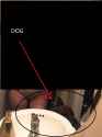 DOG.jpg