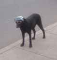 doggo with hat.jpg