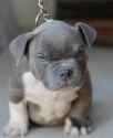 4-Pit-Bull-Puppy-feel-angry.jpg