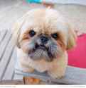 1384968062-Cute-angry-Shih-face.jpg