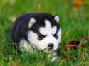 suesser-husky-welpe-auf-der-wiese-shutterstock-S.jpg