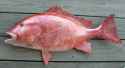 red-snapper.jpg