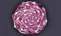red-cabbage.jpg