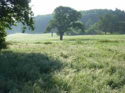 Long_grass,_Ascot_-_geograph_org_uk_-_839843.jpg