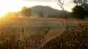 spider_web_sun_light_grass_dry_faded_62646_1920x1080.jpg