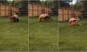 bearrape.jpg