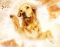 dog doggo.jpg