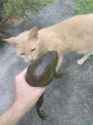 Big old bullfrog with my cat Oliver.jpg