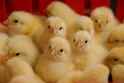cobbchicks_site.jpg