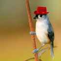 bird3.jpg