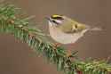 golden crowned kinglet.jpg