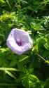 Pretty flower.jpg