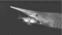 Goblin Shark.gif